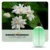 Jasmine fragrance
