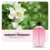 Gardenia fragrance