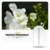 Freesia Fragrance